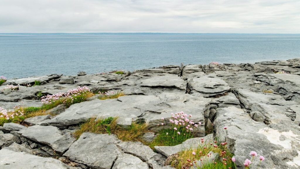 Rocky coastal shoreline with pink wildflowers growing among grey stone, calm sea beyond