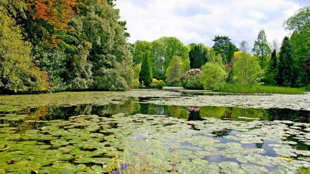 Lily pad-covered pond with flowering shrubs and dense green trees beyond