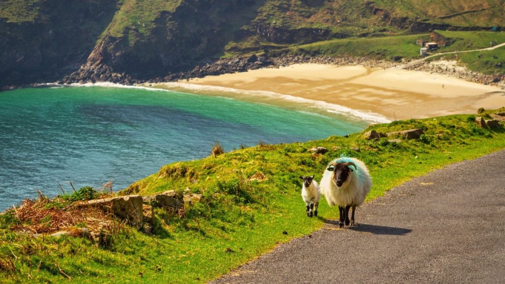 White and black sheep standing on grassy coastal road overlooking sandy beach and turquoise sea